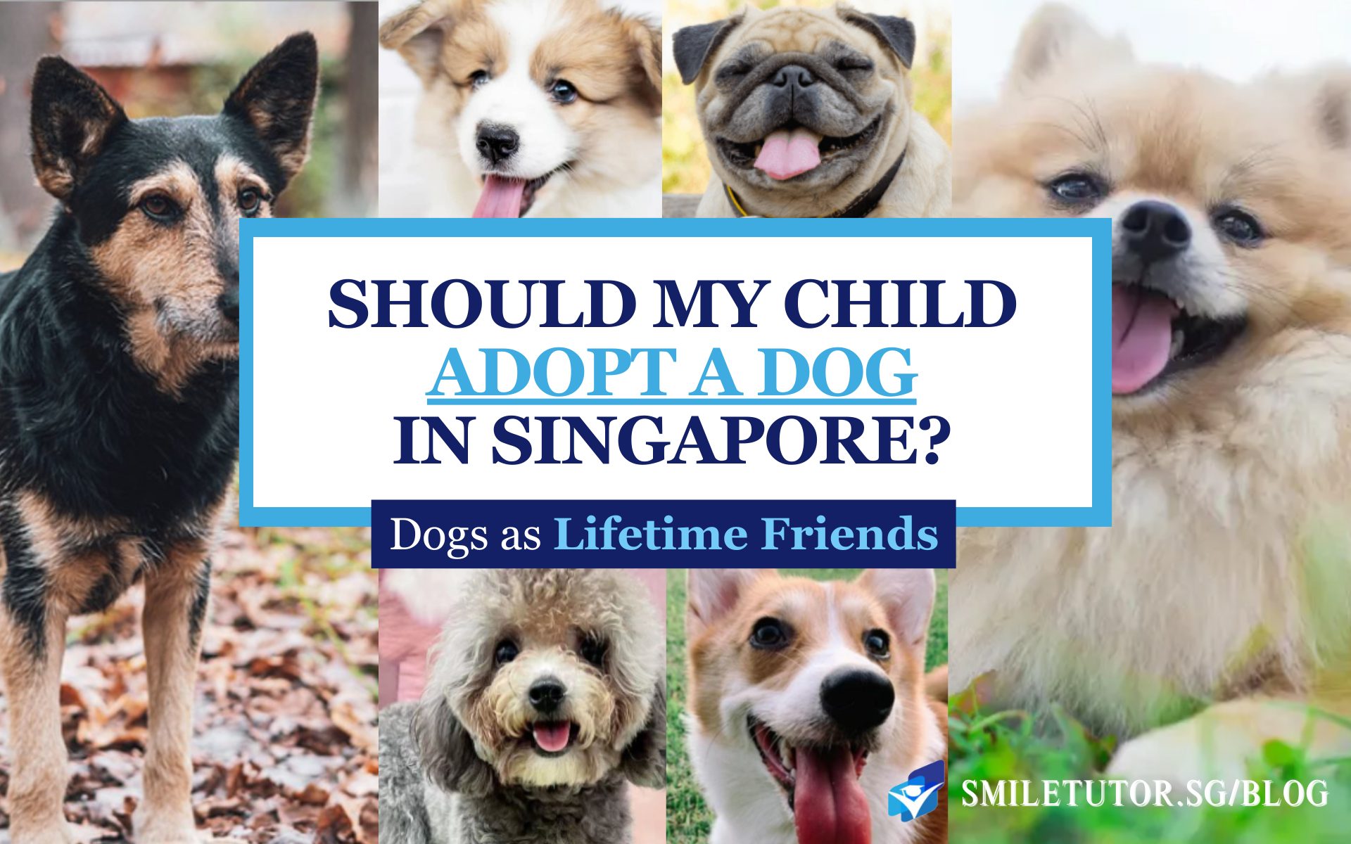 Child Adopt A Dog In Singapore